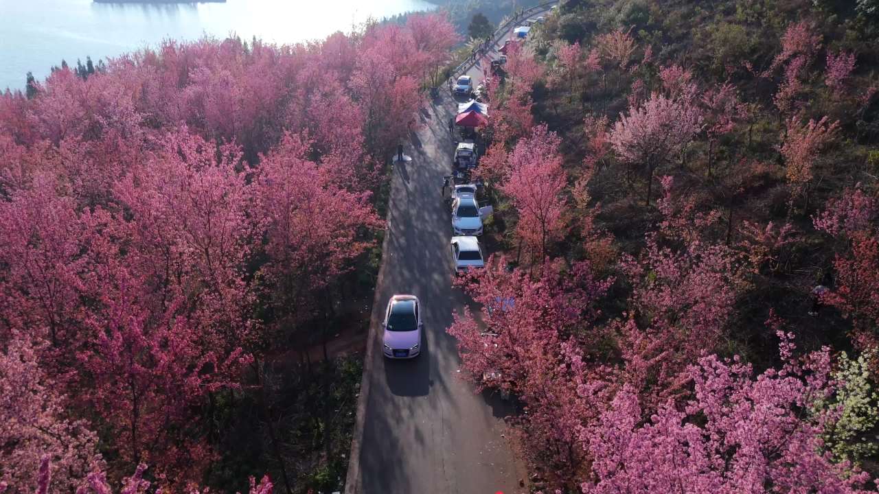 樱花大道