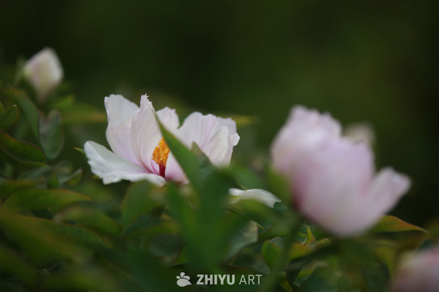 静谧的牡丹