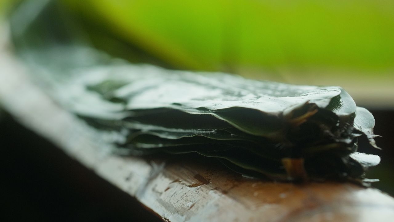 端午节五月节包粽子