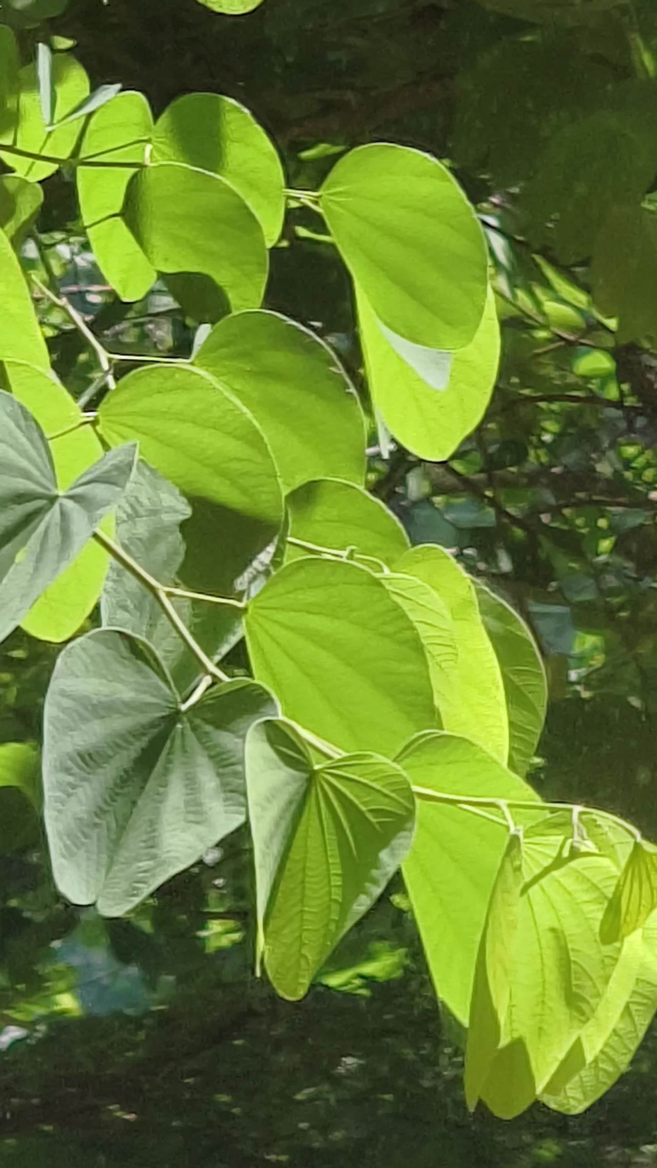 夏日的树叶摆动