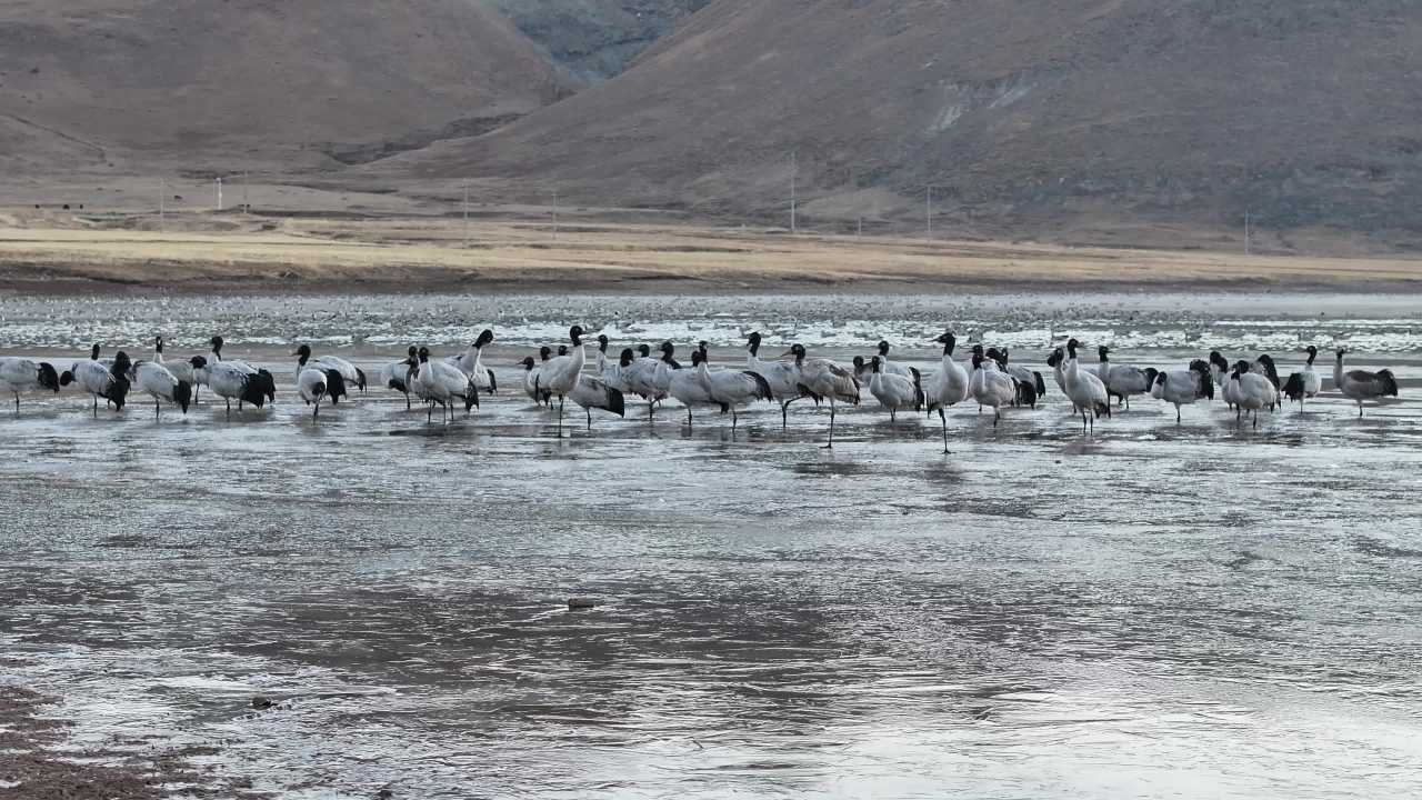 黑颈鹤