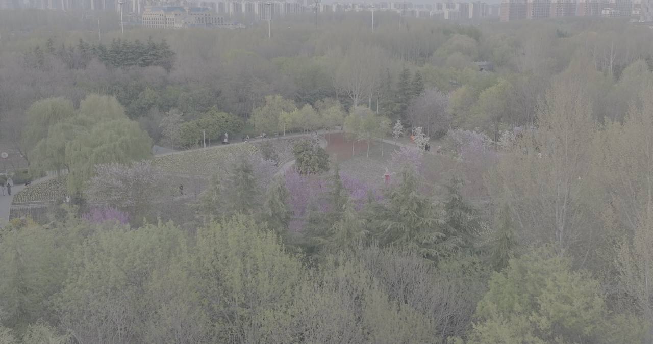 春日公园赏花
