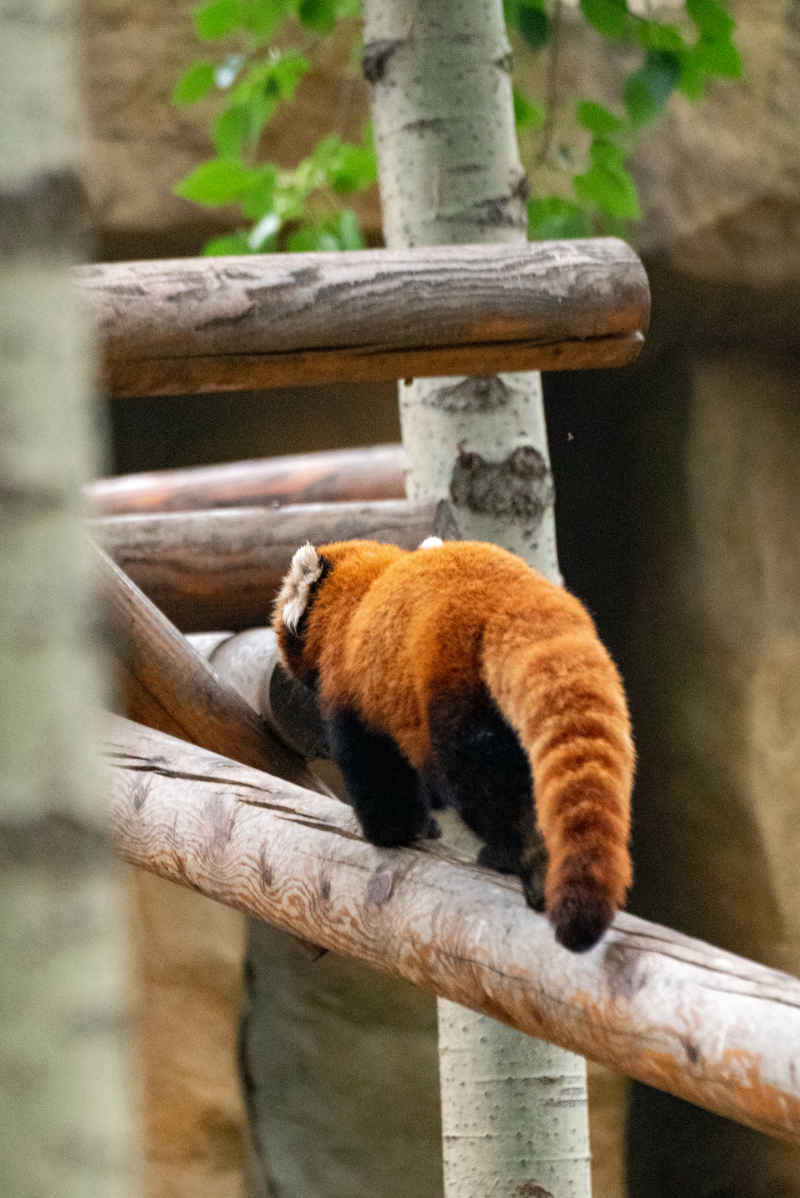 小熊猫