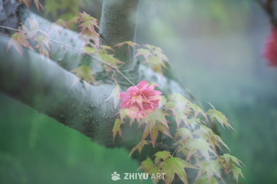 雾中枫叶