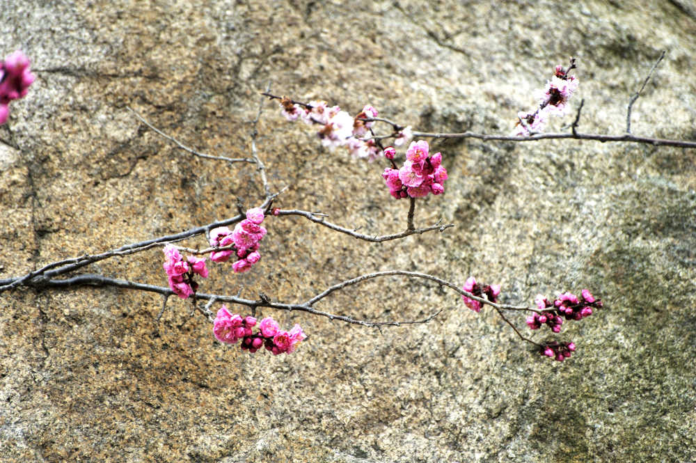 石上梅花