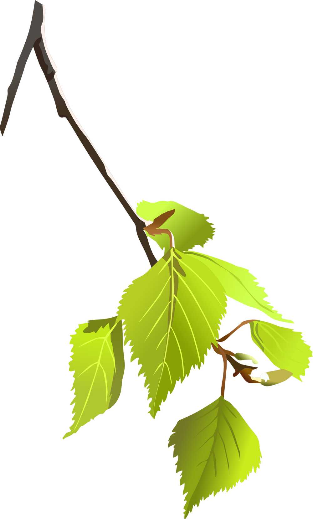 桦木枝杈叶子植物自然树