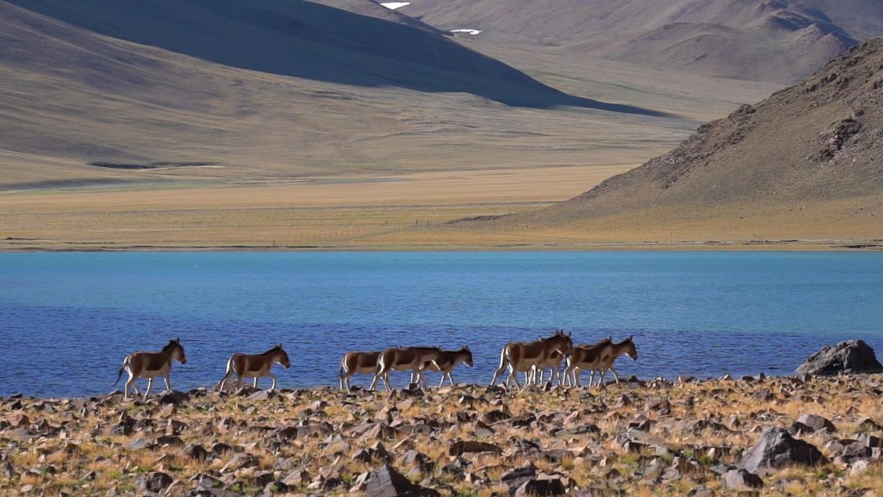 西藏阿里无人区湖边的藏野驴群