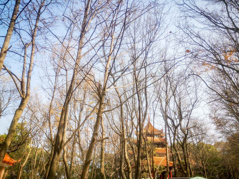 湖南省植物园各种植物摄影图