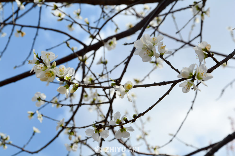 春花山桃