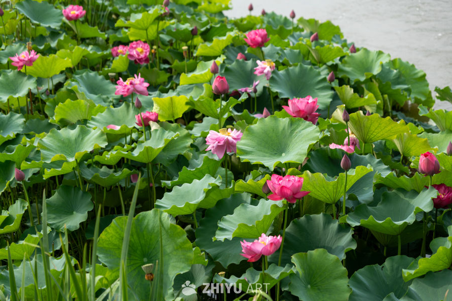 荷花 104