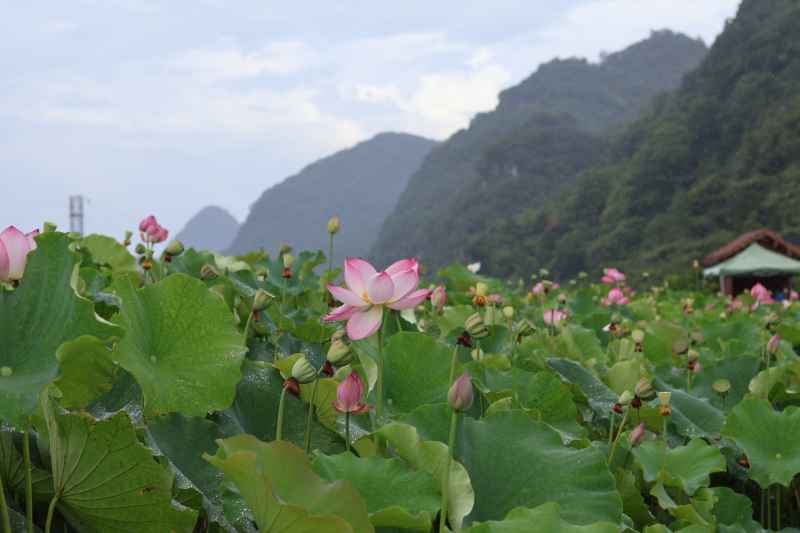 荷花