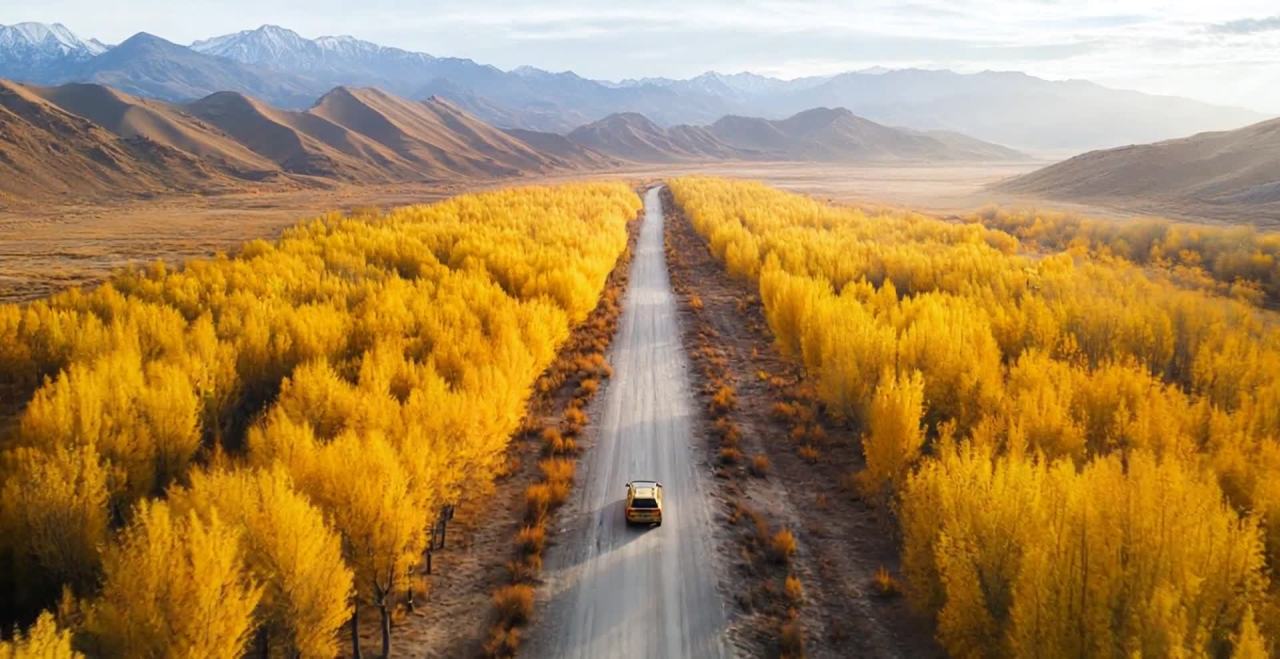金黄树林中的公路，汽车驶向远方山脉