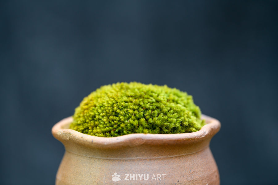 苔藓植物种植 43