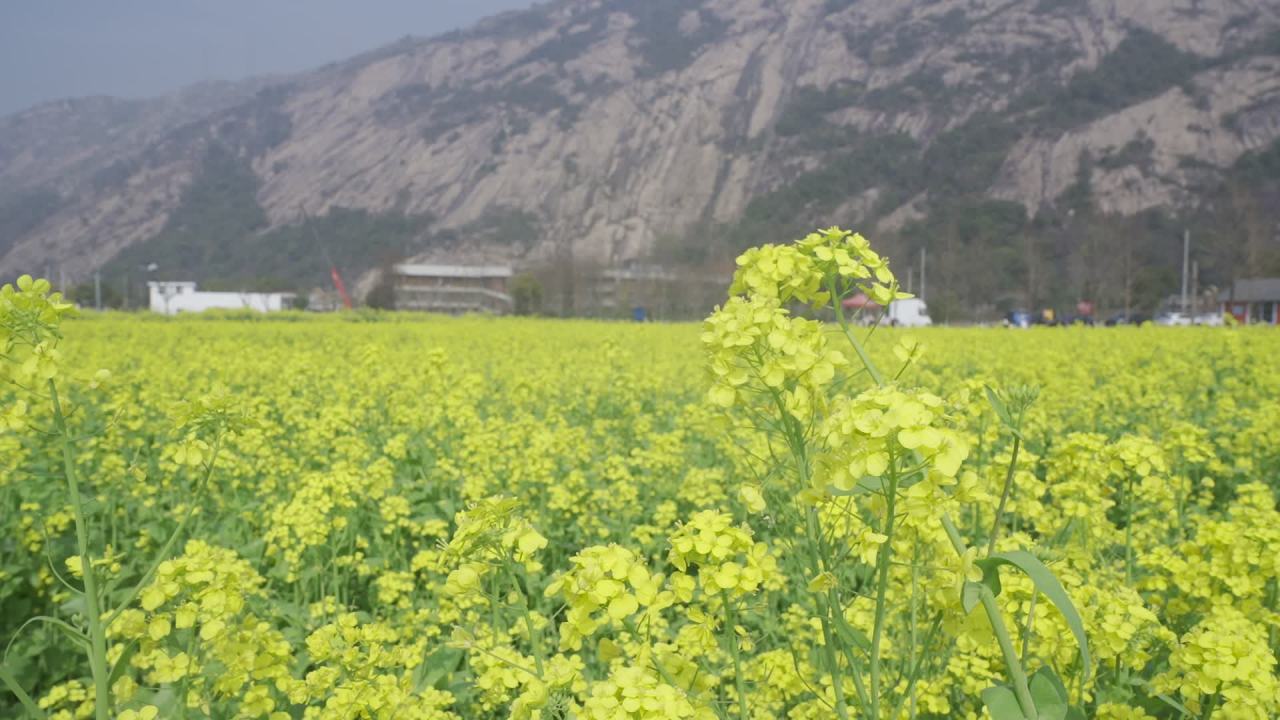 油菜花盛开 5