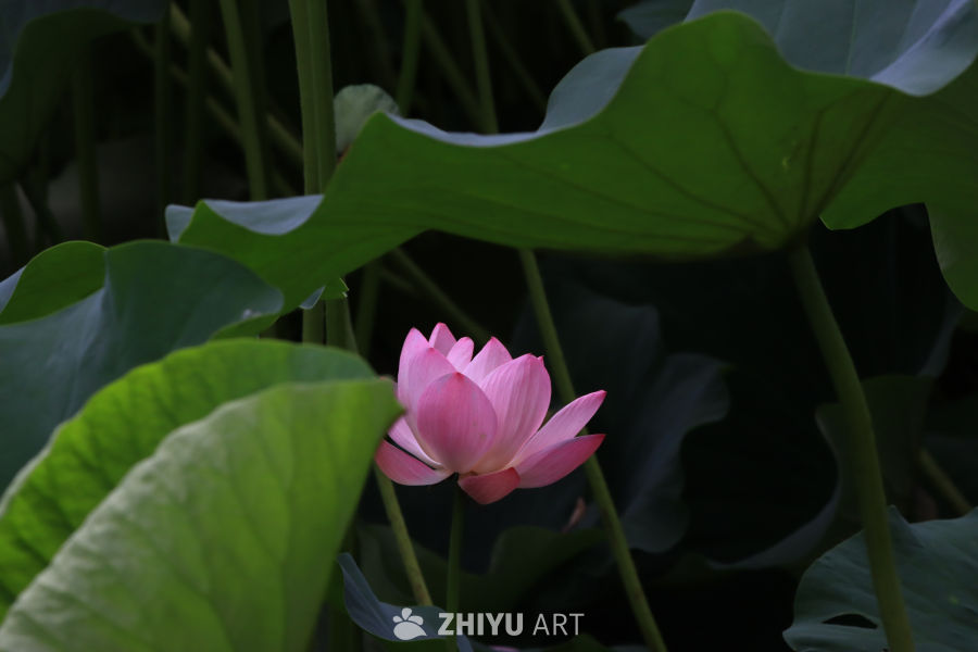 荷花 97