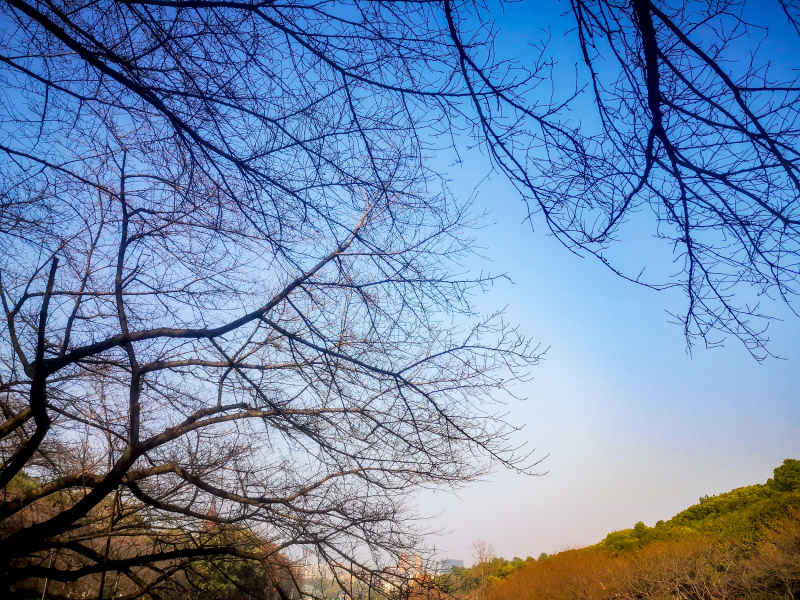 湖南省植物园各种植物摄影图