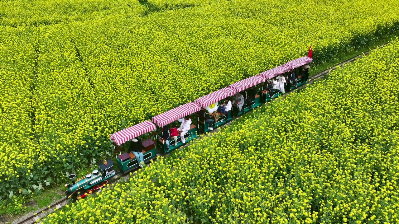 4k航拍乘坐小火车观赏油菜花 乡村旅游