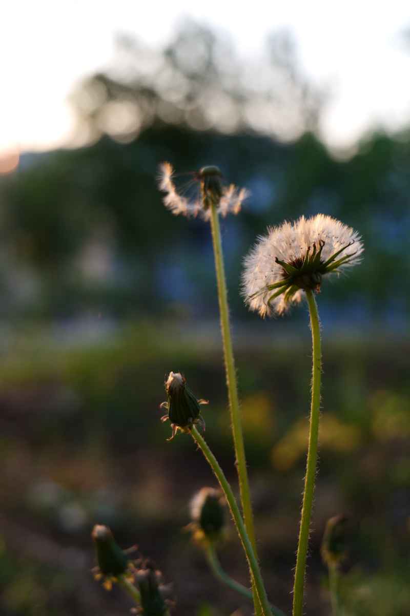 夕阳下被镀上金边的蒲公英
