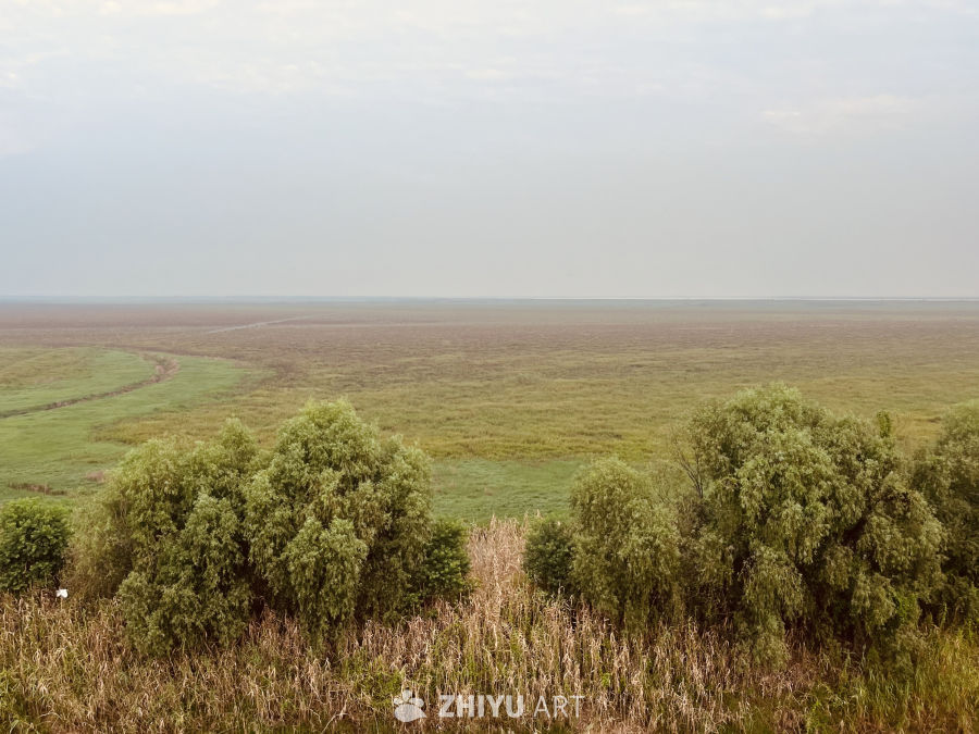 湿地绿意盎然的宁静景象