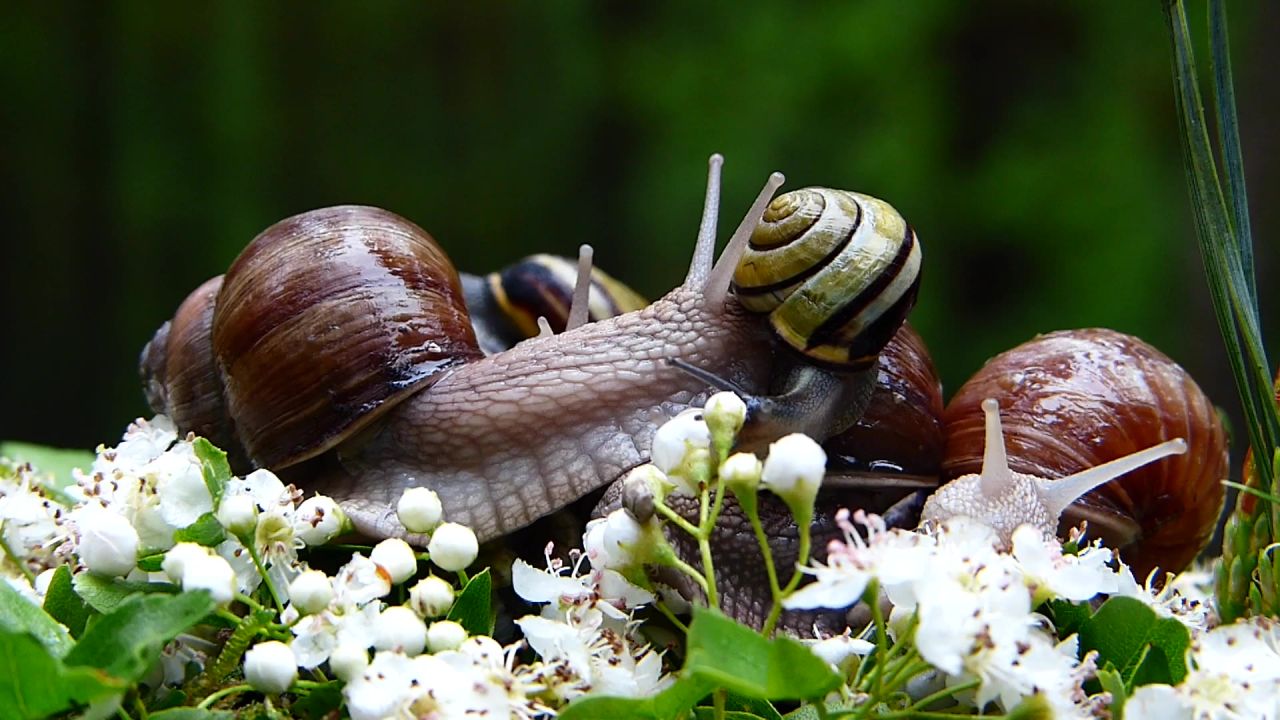 软体动物蜗牛鲜花