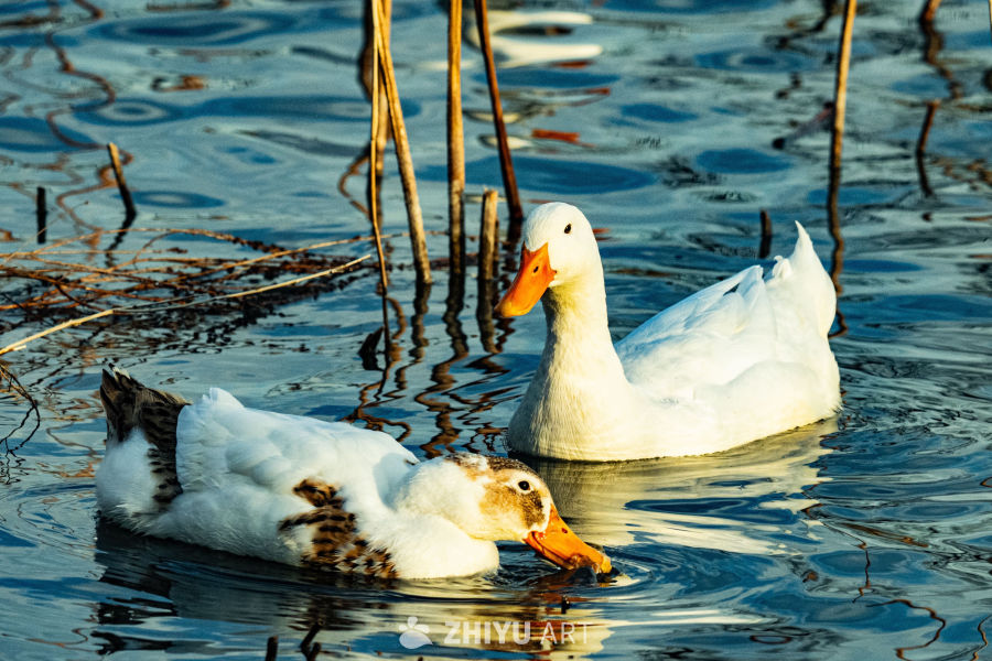 两只鸭子水面嬉戏