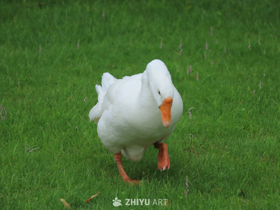 白鹅在绿草地上散步
