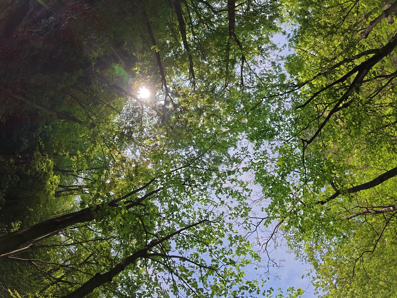 森林的阳光
