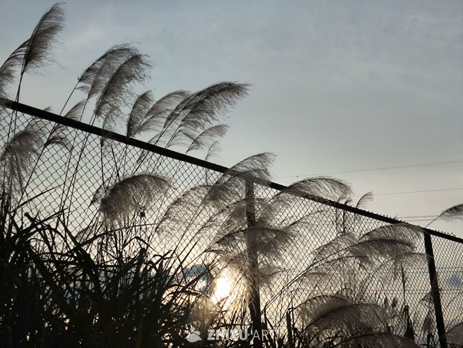 芦苇与夕阳的剪影