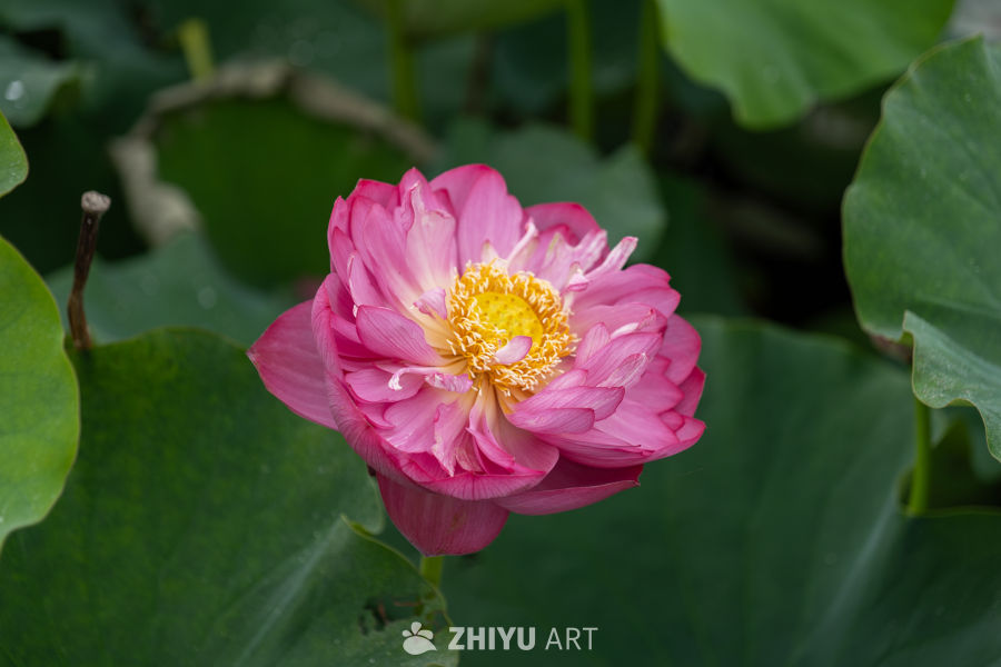 荷花 51
