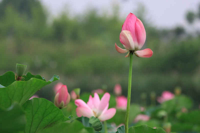 荷花 45