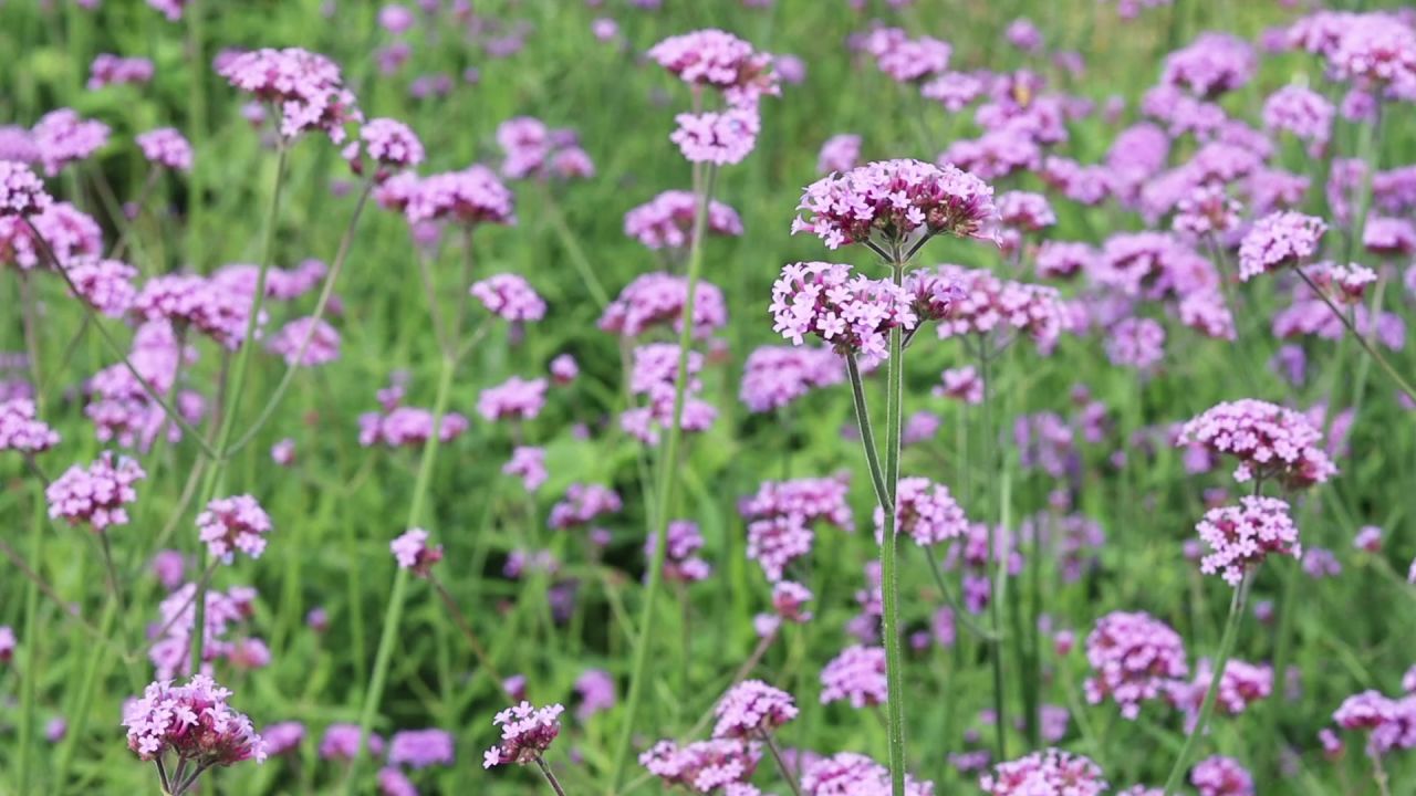 马鞭草花2