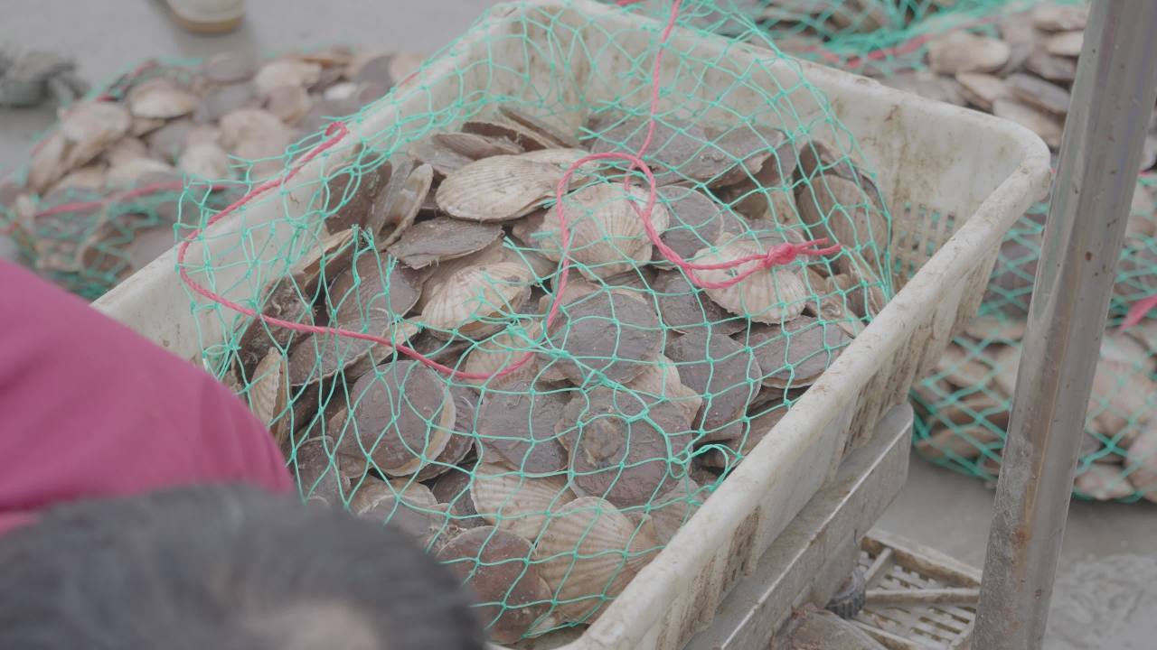 海鲜贝类捕捞加工现场