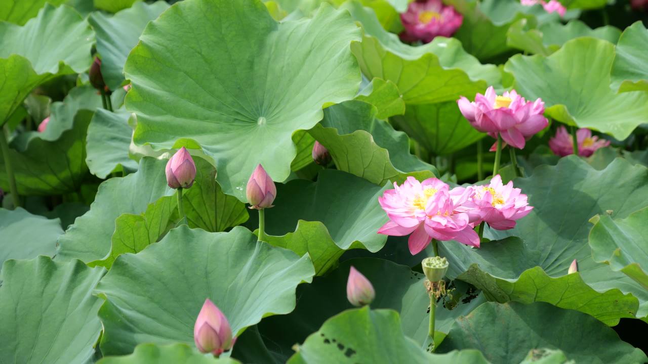 荷花 63
