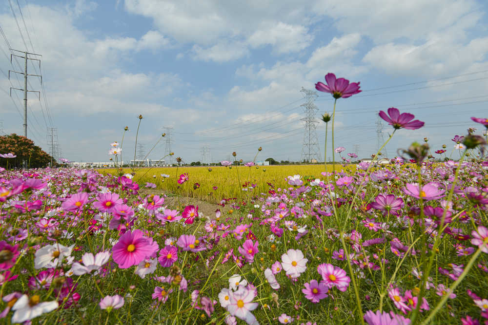 桑格花 2