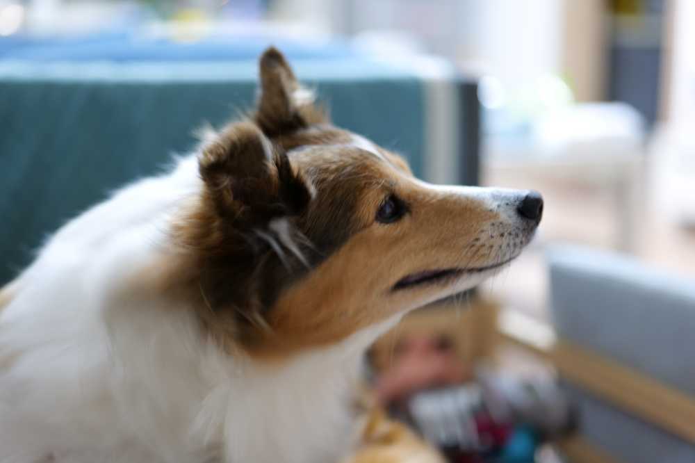 喜乐蒂牧羊犬