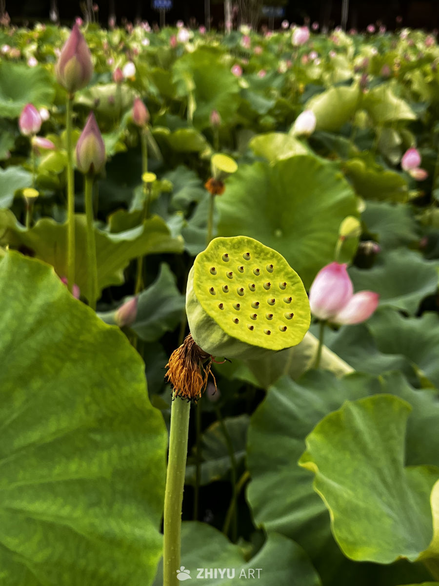 静谧的莲池
