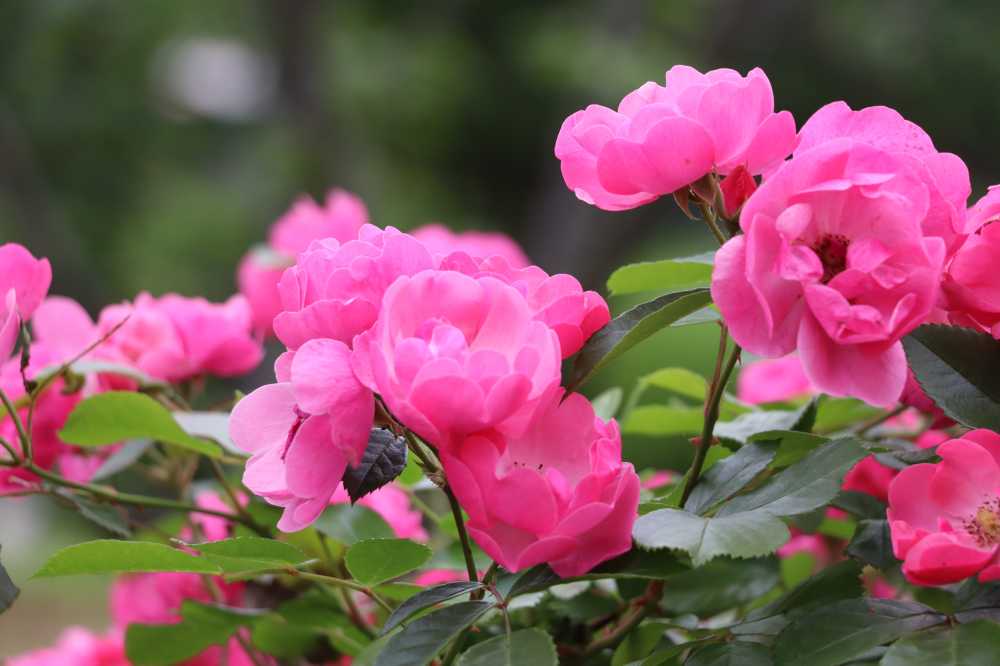 校园内盛开的杜鹃花