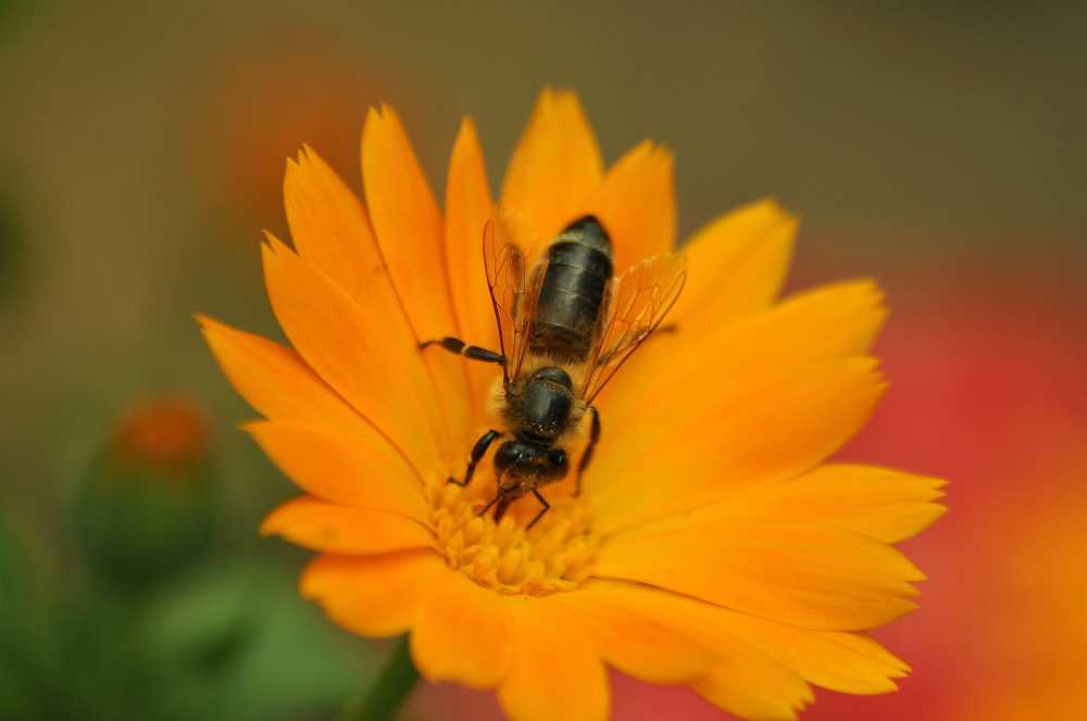 蜜蜂工作集花蜜