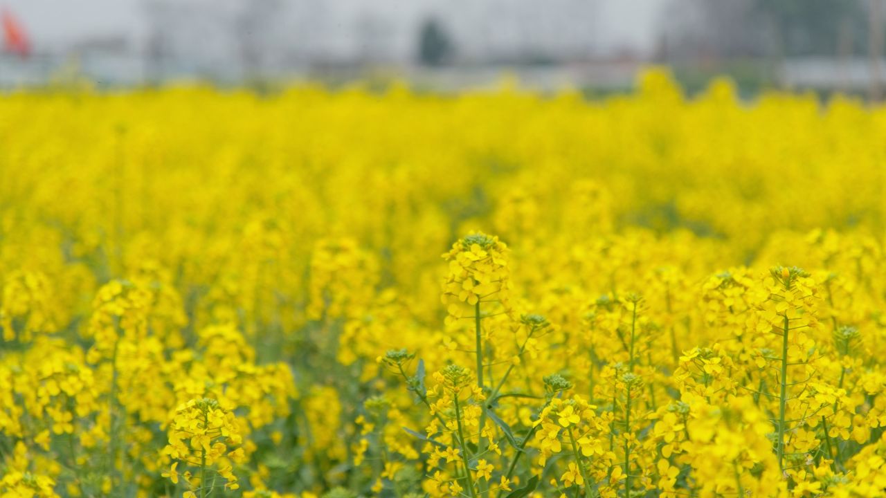 油菜花蜜蜂采蜜特写微距4K实拍