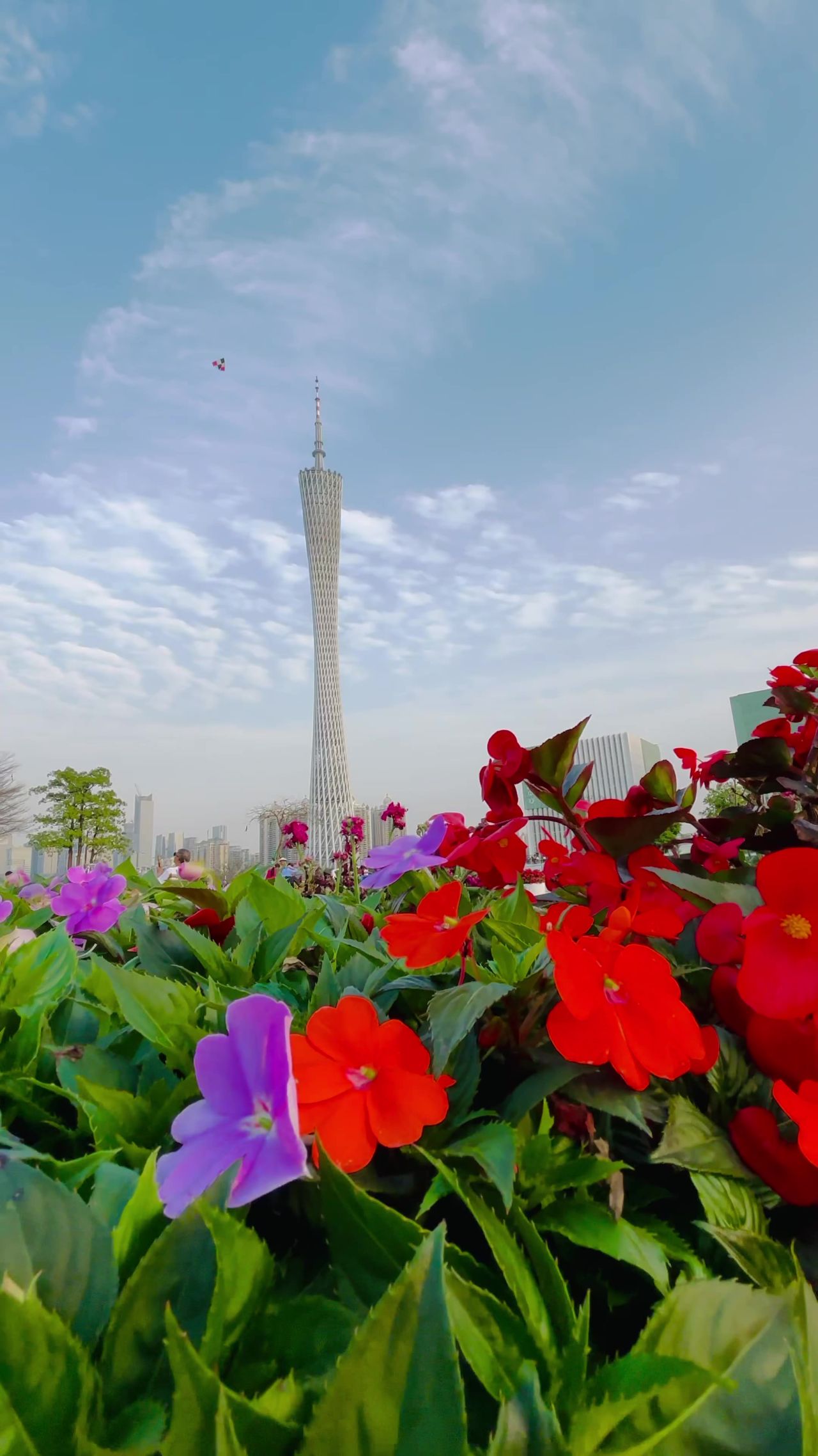 鲜花盛开的广州塔