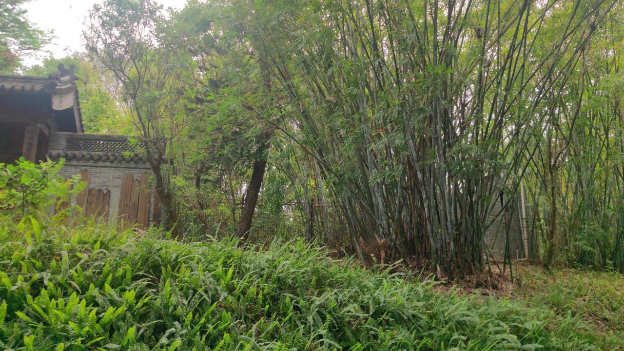建筑竹叶