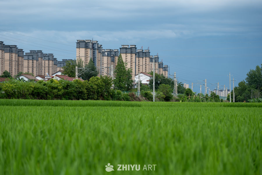 稻田 22