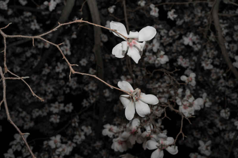 夜玉兰 14