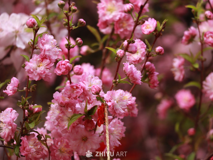春天里盛开的花簇