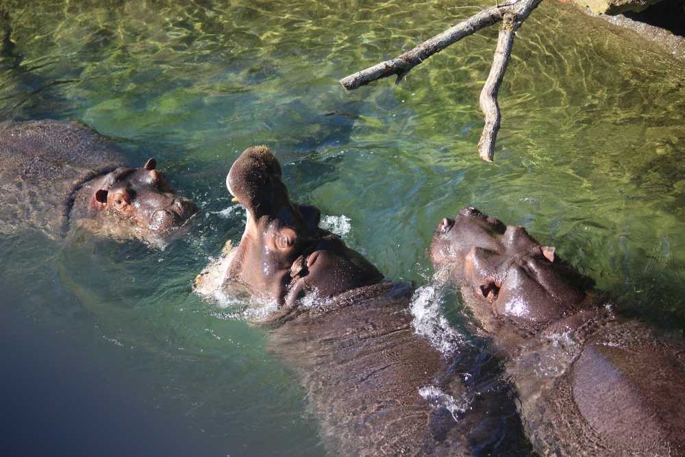 河马水非洲哺乳动物