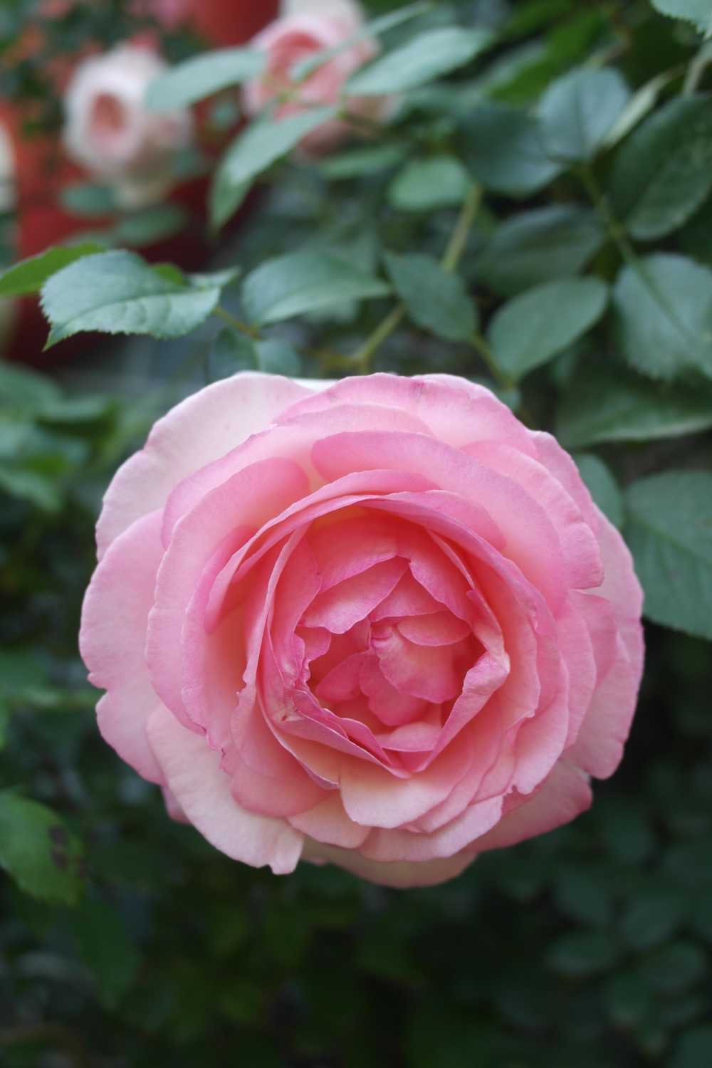 月季花