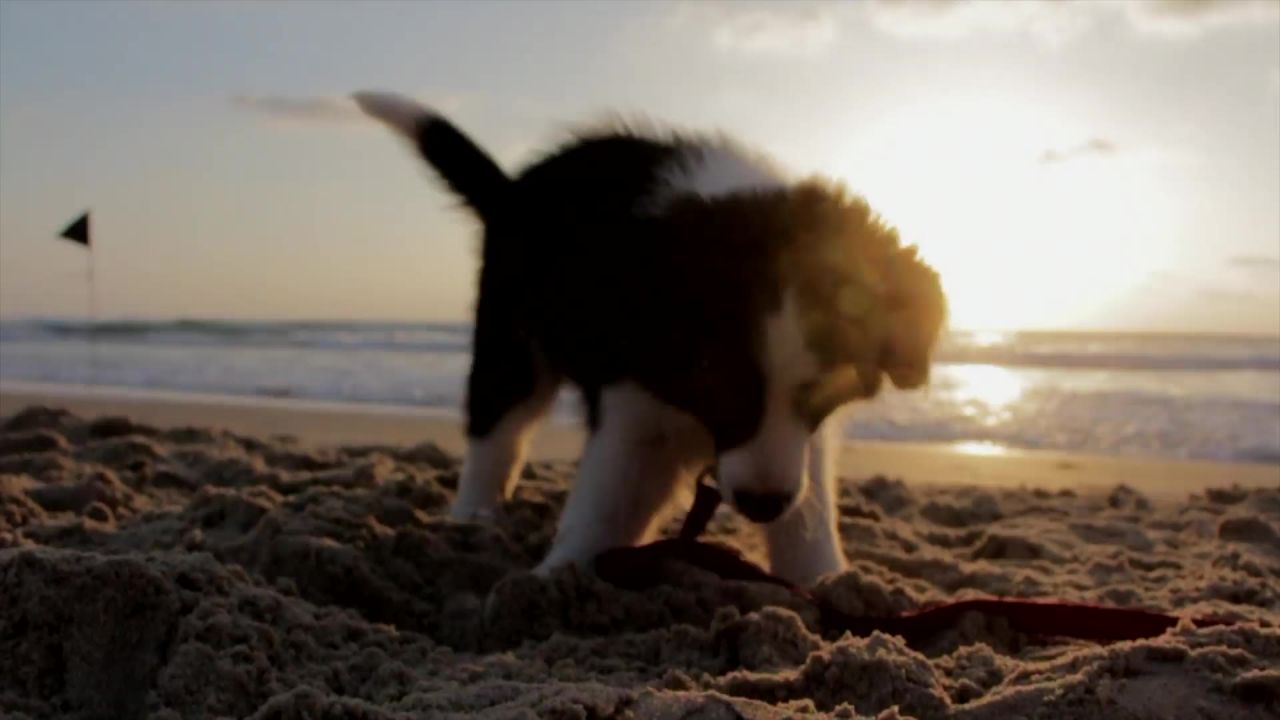 小狗狗好玩海滩沙