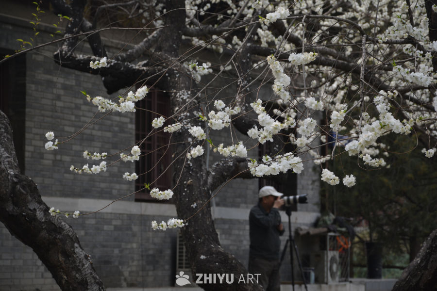 山桃花