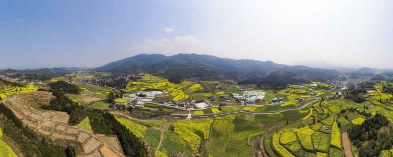 美丽乡村田园金黄油菜花全景图