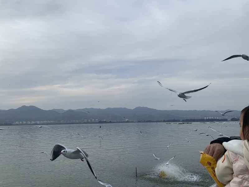 海鸥 13
